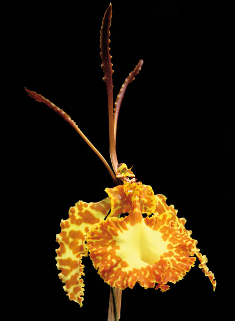 orquid-costa-rica-psychopsis-krameriana_001