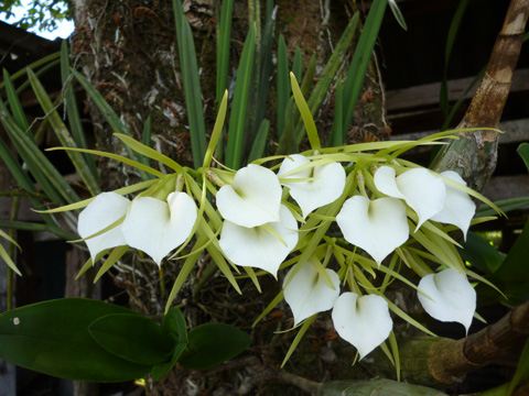 orquidea-costa-rica-brassavola-nodosa