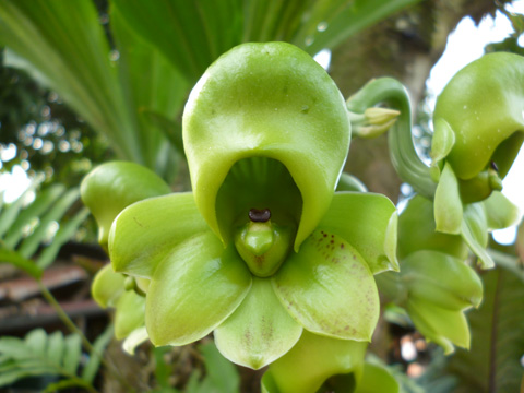 orquidea-costa-rica-catesetum-maculatum-femenina