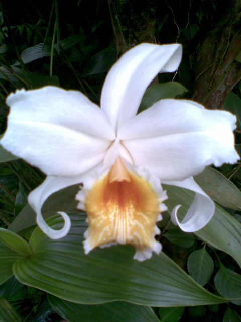 orquidea-costa-rica-sobralia-sp