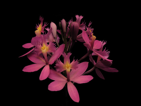 orquideas-costa-rica-epidendrum-joseph-lii