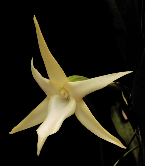 orquids-costa-rica-angraecum-sesquipedale